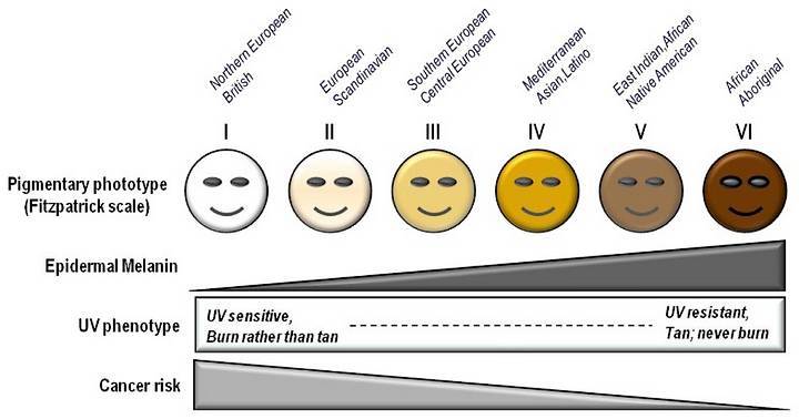 Range of human skin colours