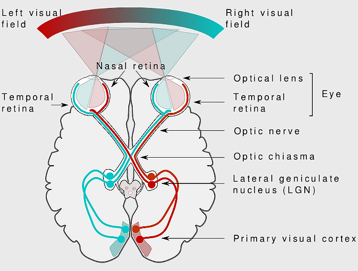 Structure of the human eye