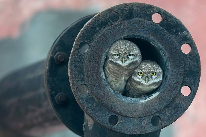 Birds using pipe as a home