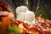 Mushrooms in the forest