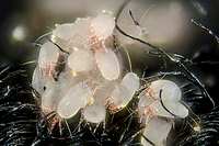 Group of mites